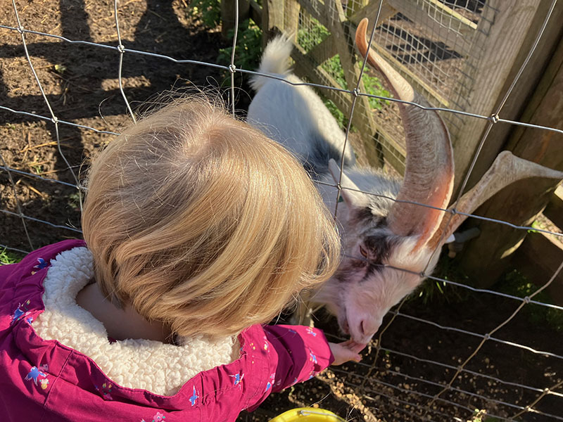 A young child visiting Bath City Farm